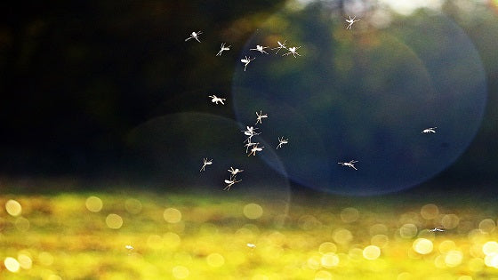 how do mosquito traps work