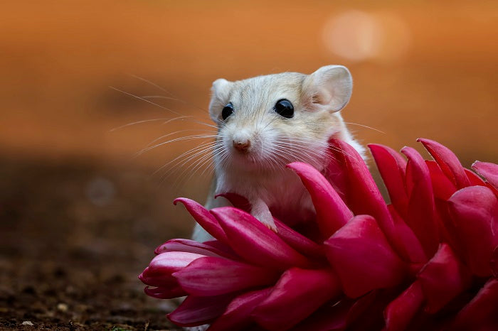 how to get rid of mice in caravan