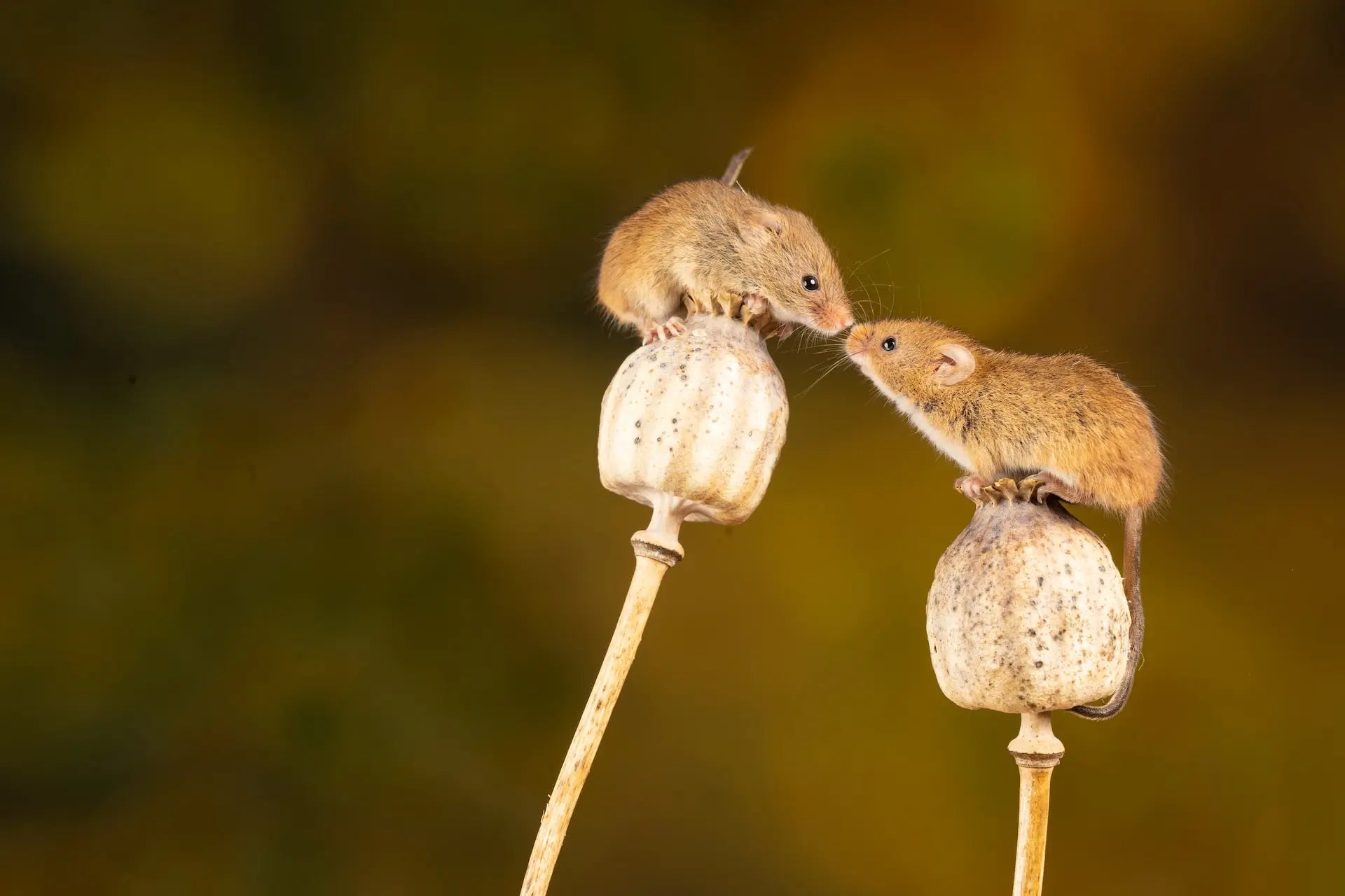 how to get rid of mice in the roof