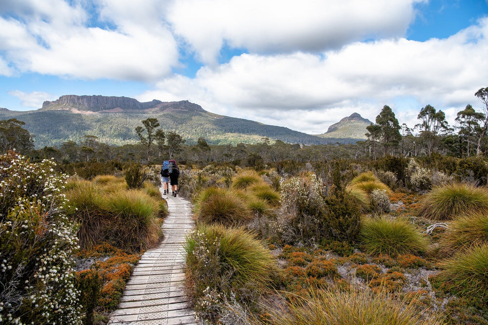 Snakes of Tasmania, 1