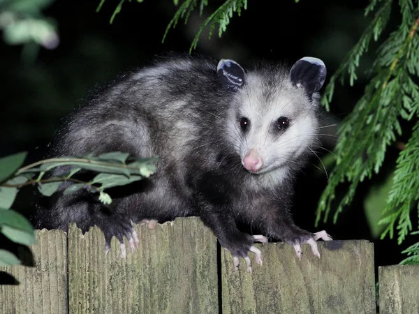 How to Deter Possums