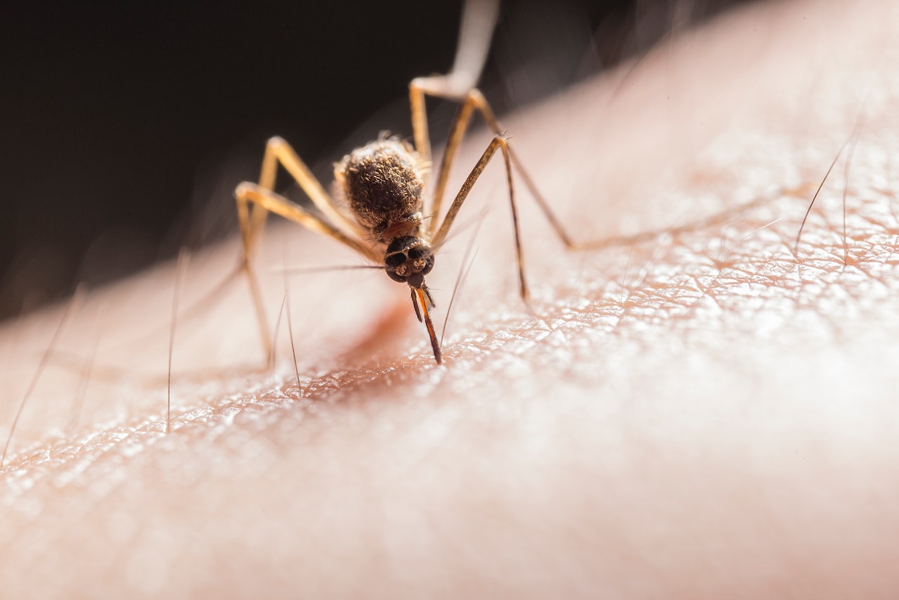 japanese encephalitis mosquito, 1
