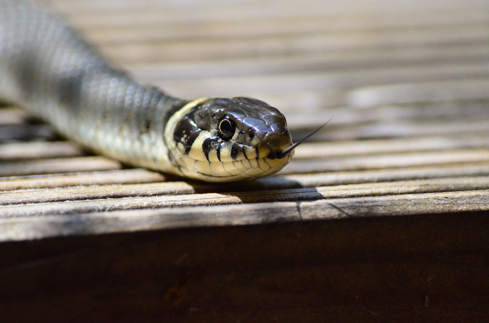 Best Methods For How To Keep Snakes Away From Your House