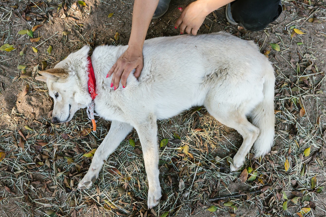 Snake Bite Symptoms in Dogs
