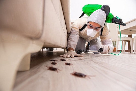 How Often Should Pest Control Be Done to Get the Best Results?