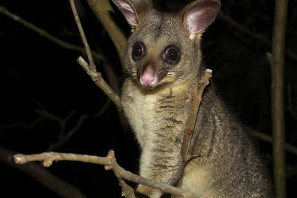 What does possum poo look like?