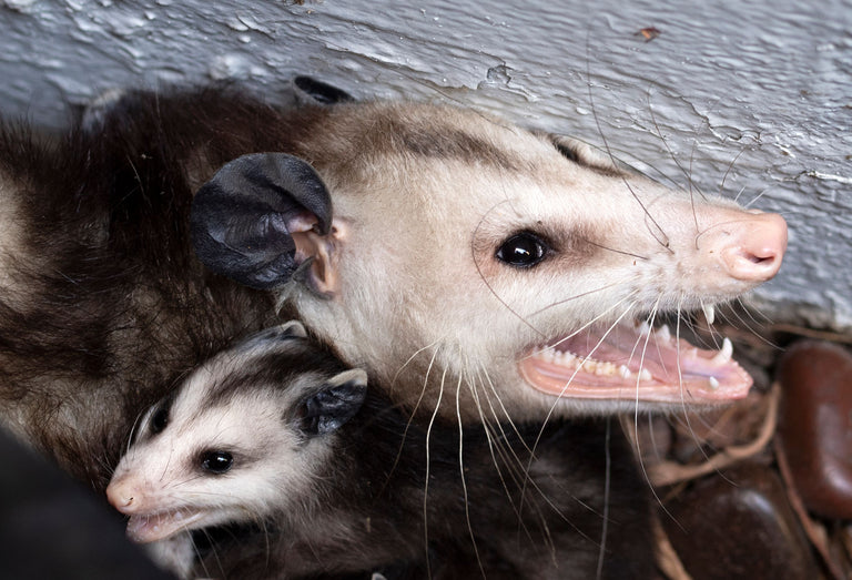 Are Possums Dangerous? – Envirobug