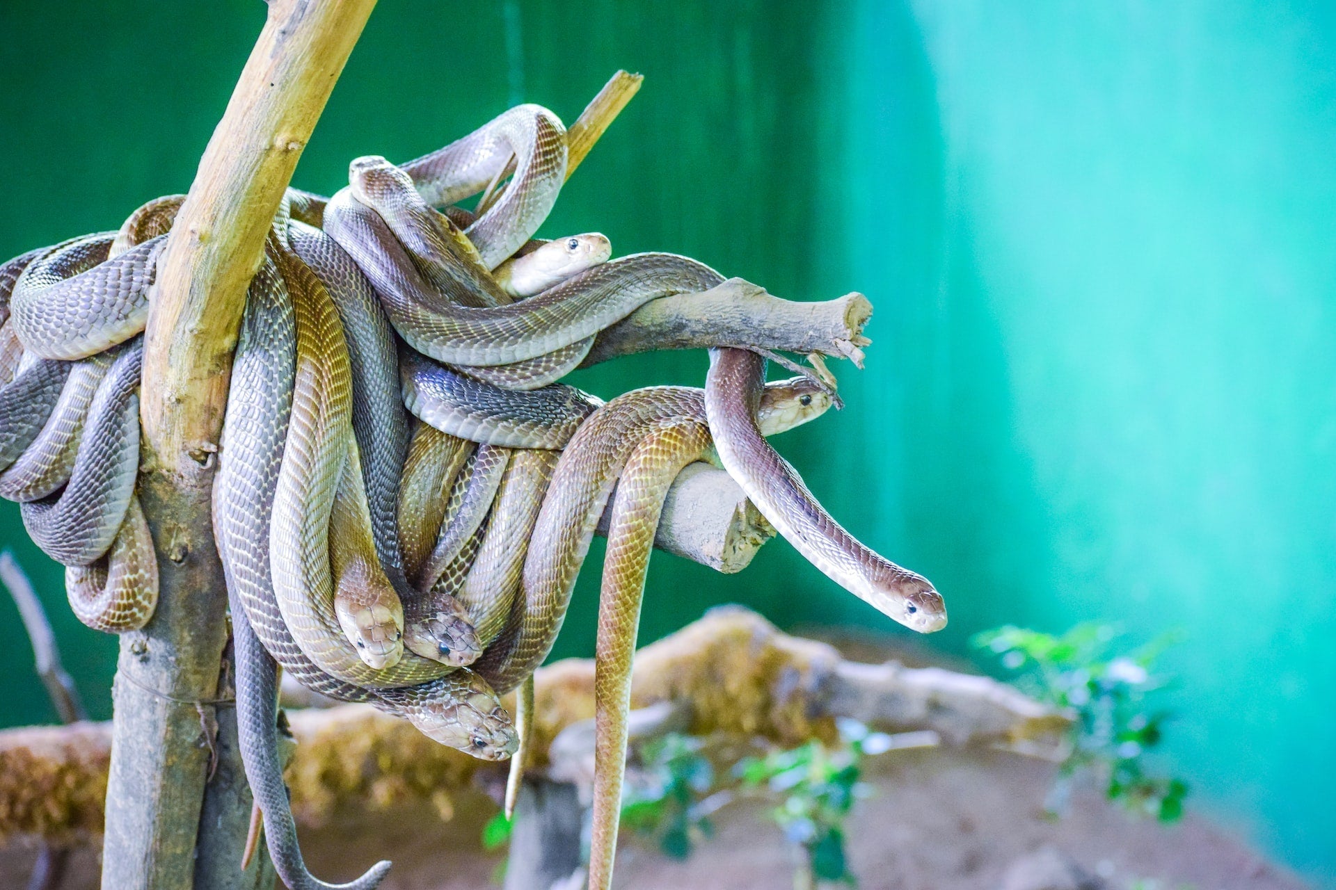 Snakes in Melbourne