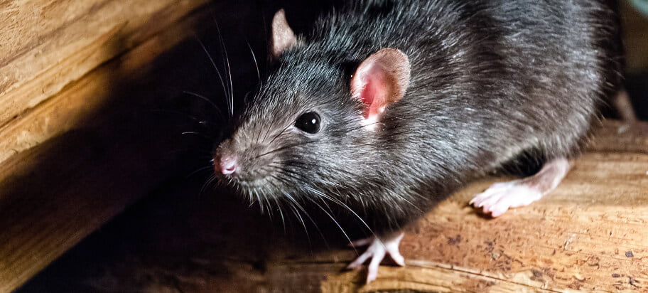 How to Rid Your Home of Rats