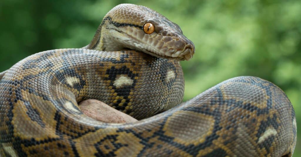 Non-Venomous Snakes in Australia