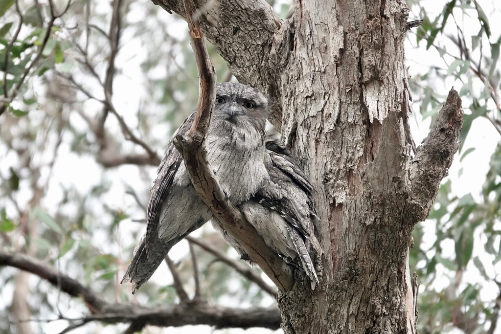 The Risks and Realities of Secondary Poisoning in Australian Homes and Ecosystems
