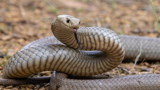 Everything You Need to Know About Snake Hibernation