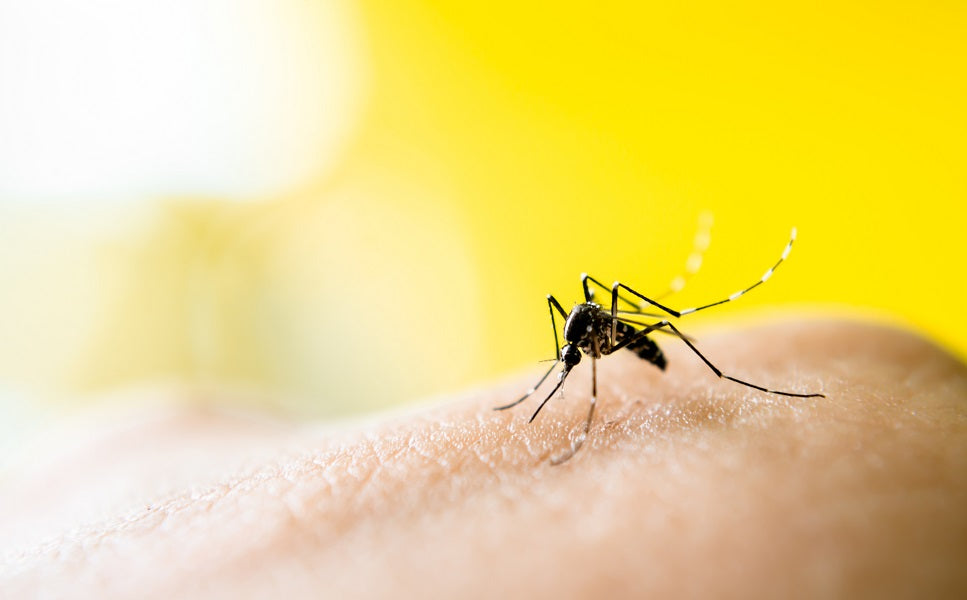 Image of mosquitoes to highlight the importance of mosquito control for public health