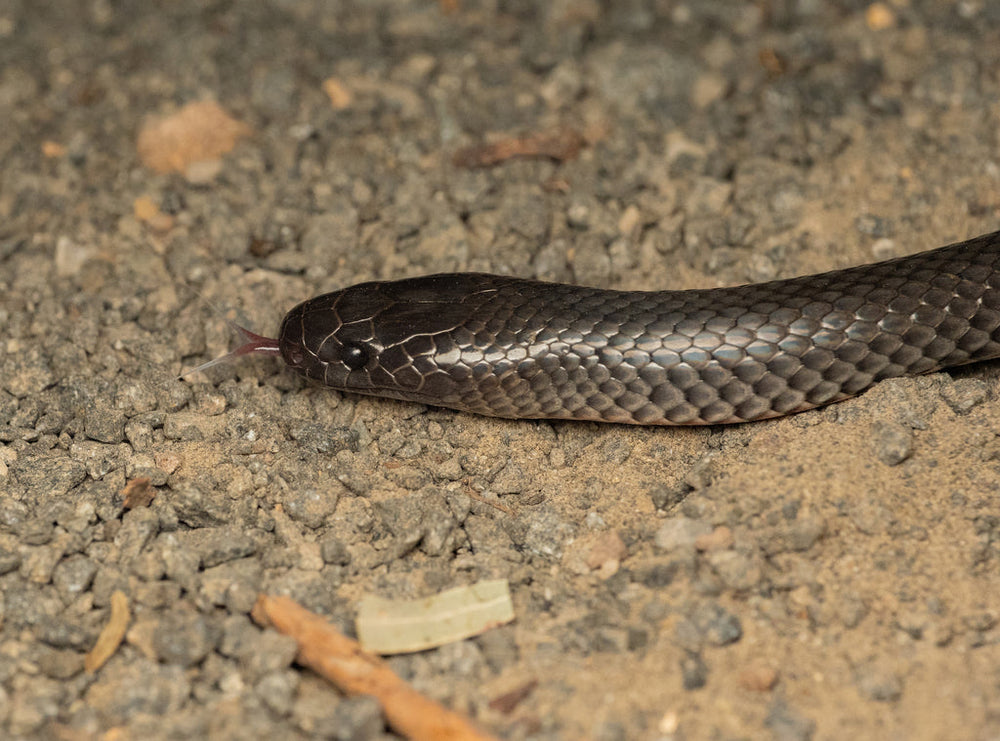 Small Snakes In Australia: Species Guide & Safety Tips
