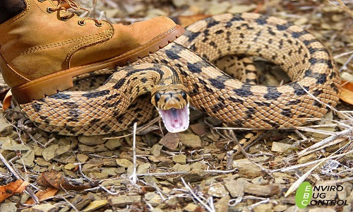 do vibrations scare snakes