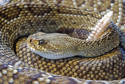Is there an Eastern Diamondback Rattlesnake in Australia?