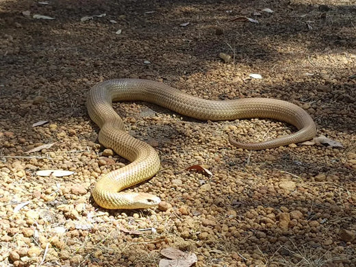 Snakes in Perth