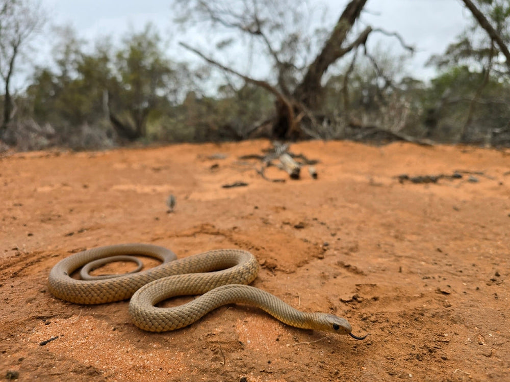 Is Snake Activity Increasing? Australia’s Most Dangerous Areas for 2026