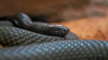 Snakes: Queensland Identification