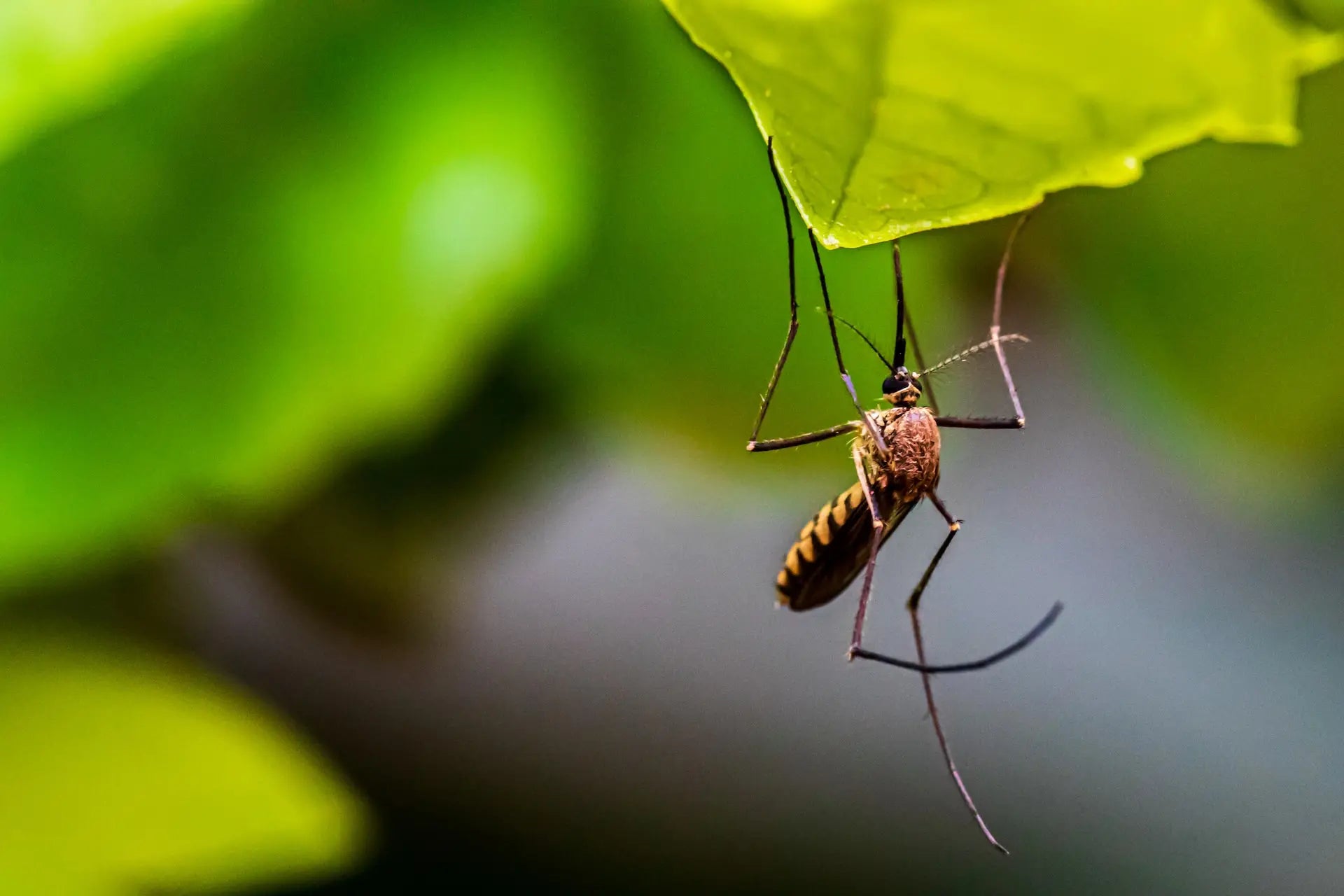 Mosquito Lifespan