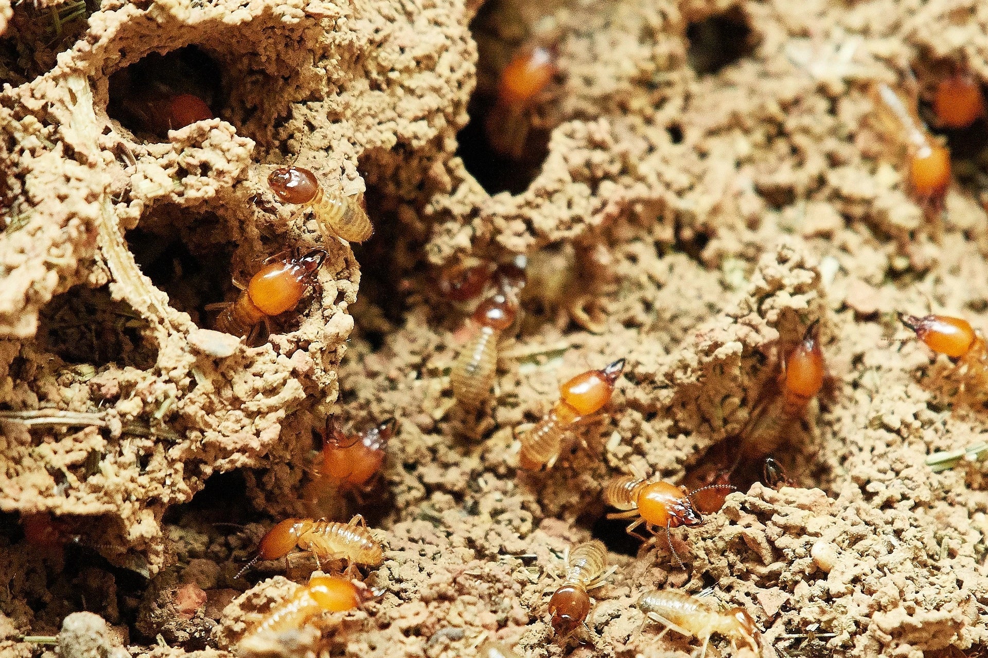 Termite Treatment Solutions, photo 1