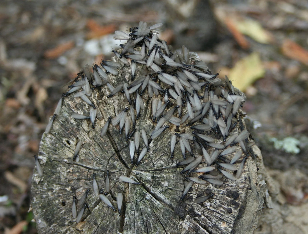termite swarm, photo 1