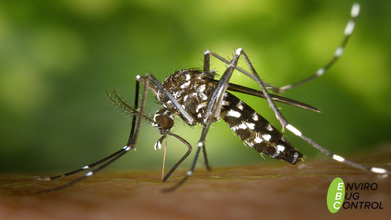 mosquito borne disease