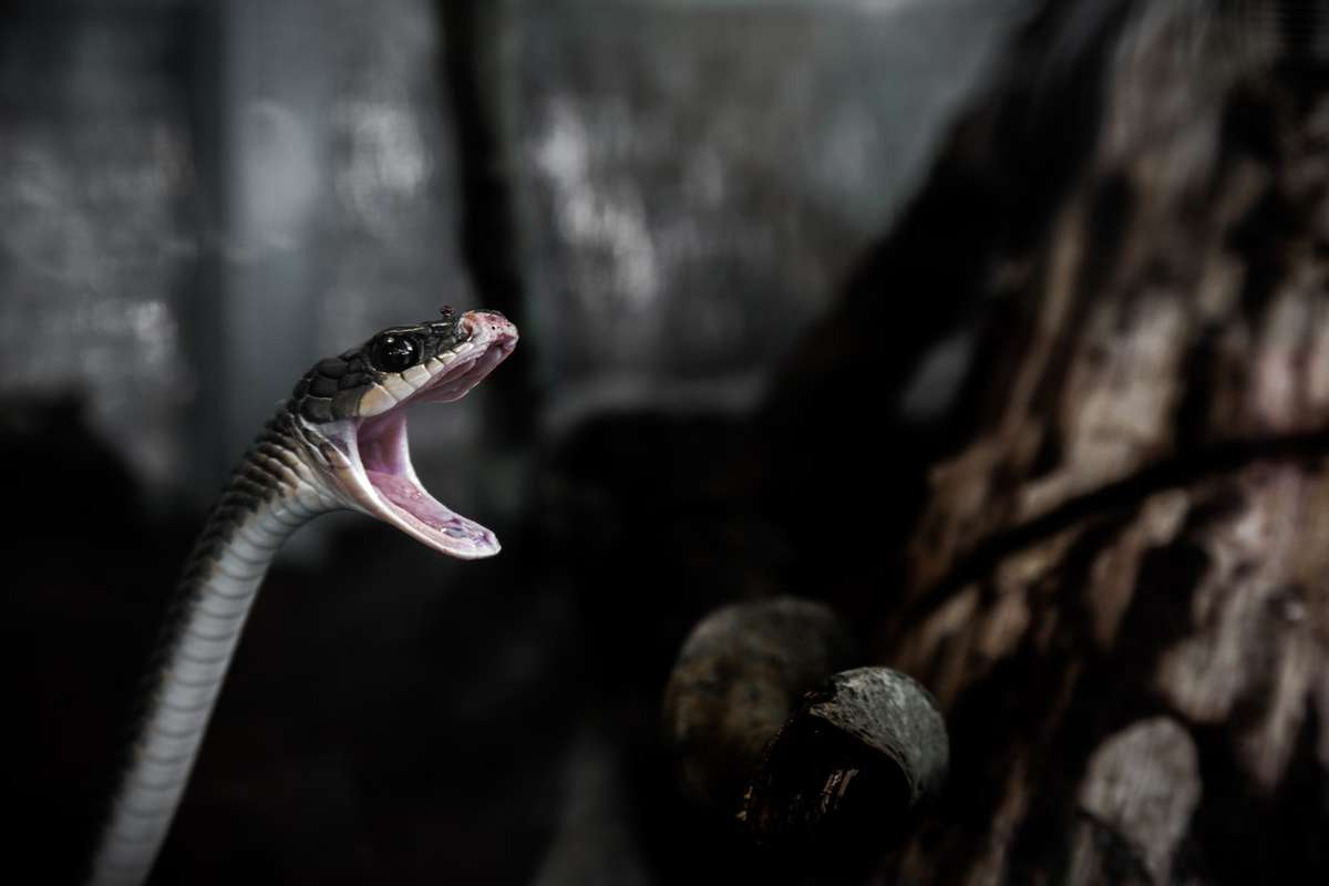 Australia’s Most Venomous Snakes