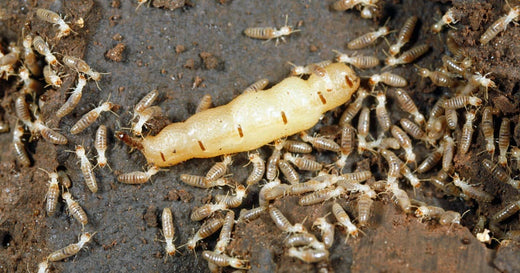 How To Identify Different Species Of Termites