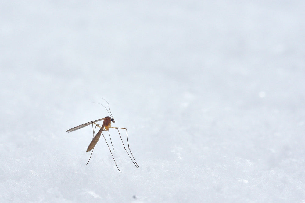what happens to mosquitoes in winter