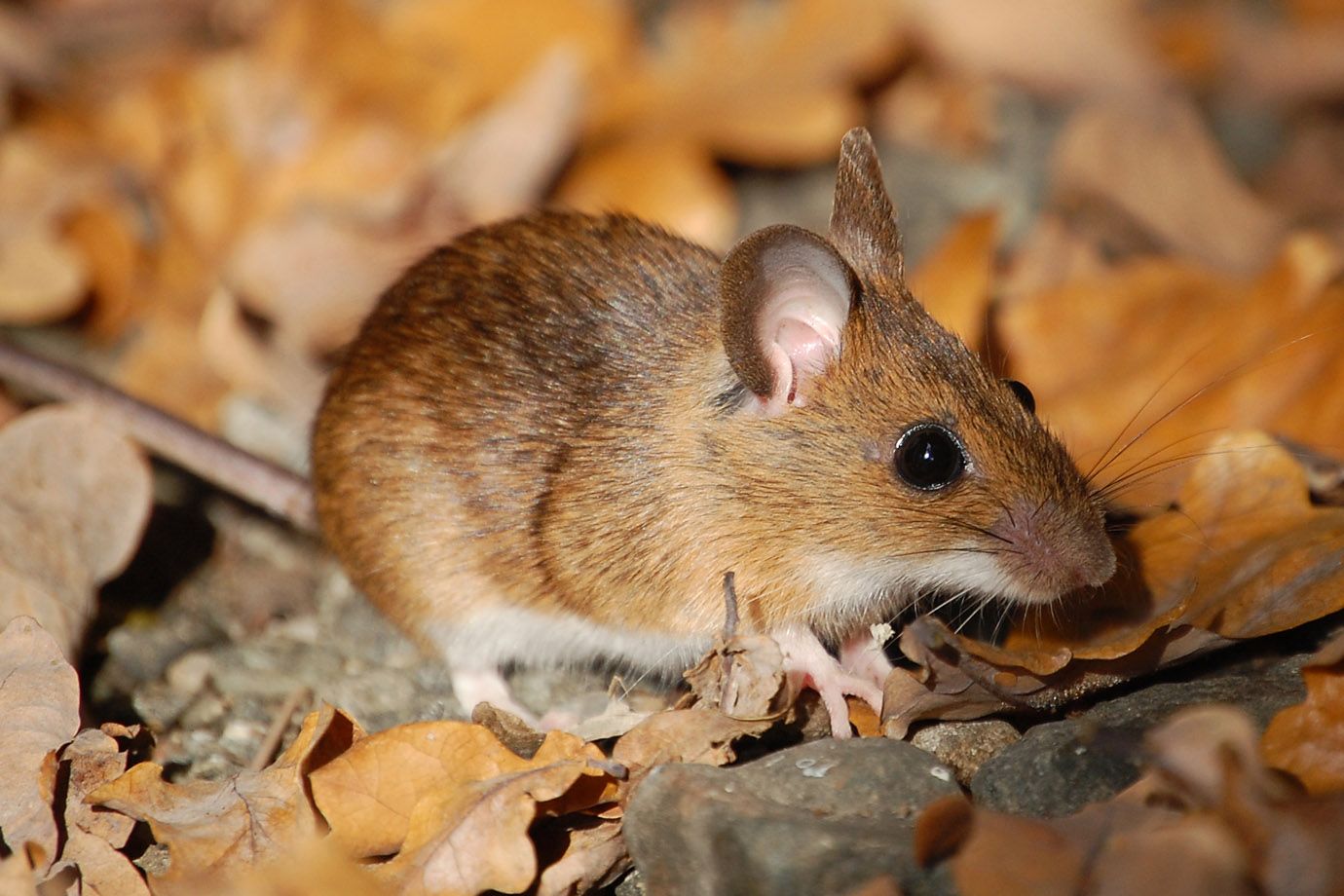 Learn the Best Time to Catch Rodents – When Are Mice Most Active?