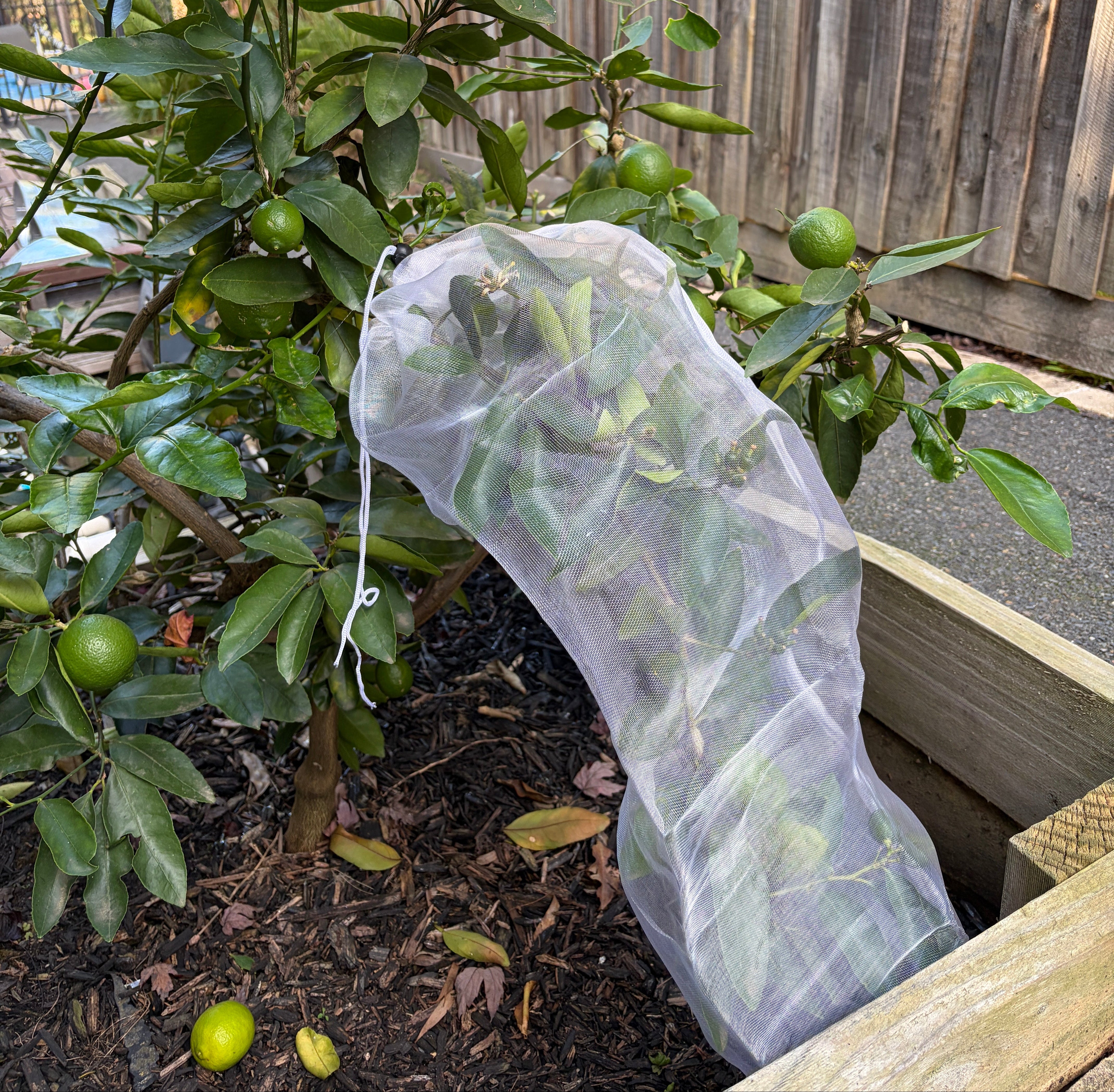 Tree Defender – Fruit Sleeves (10 Pack) for Birds and Insects