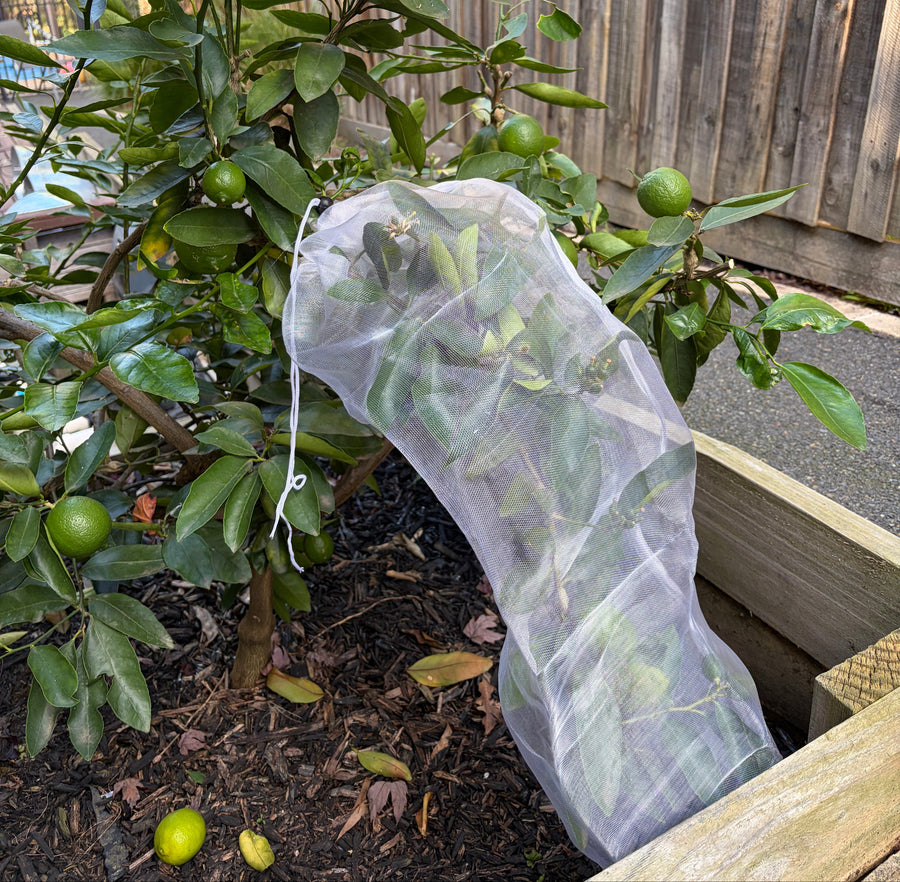Tree Defender – Fruit Protection Sleeves (10 Pack) for Birds and Insects - Envirobug