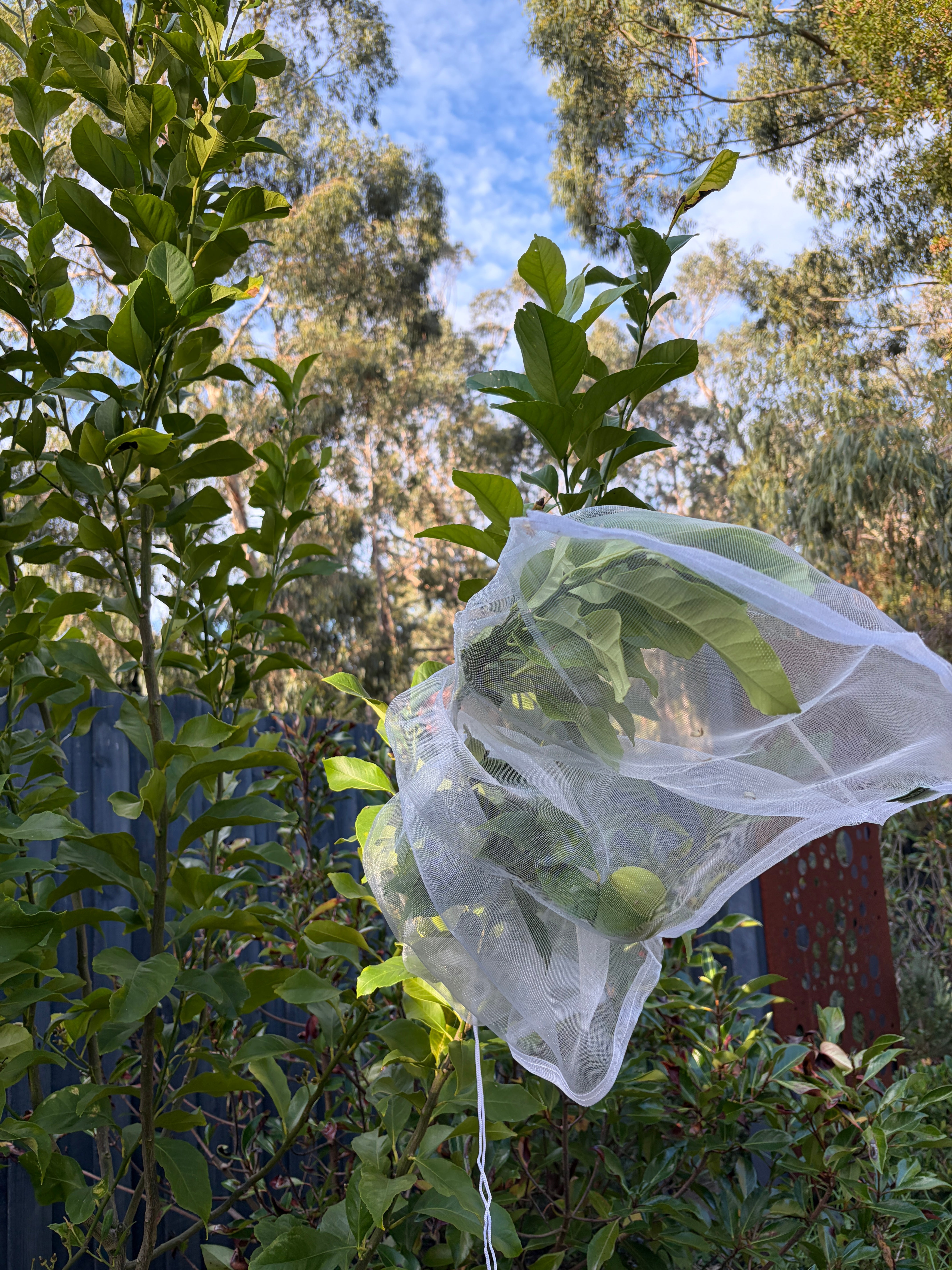 Tree Defender – Fruit Protection Sleeves (10 Pack) for Birds and Insects - Envirobug