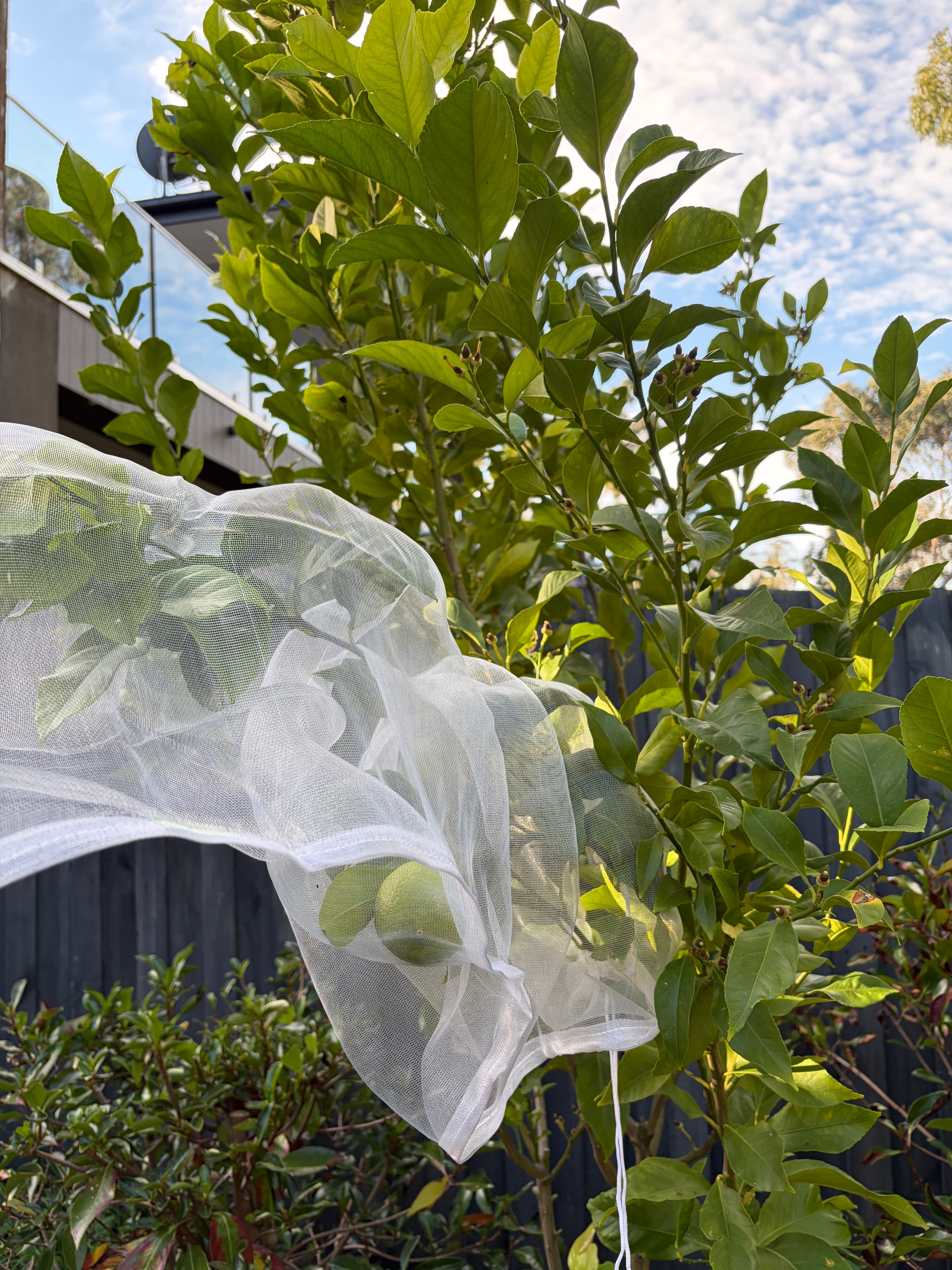 Tree Defender – Fruit Protection Sleeves (10 Pack) for Birds and Insects - Envirobug