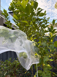 Thumbnail for Tree Defender – Fruit Protection Sleeves (10 Pack) for Birds and Insects - Envirobug