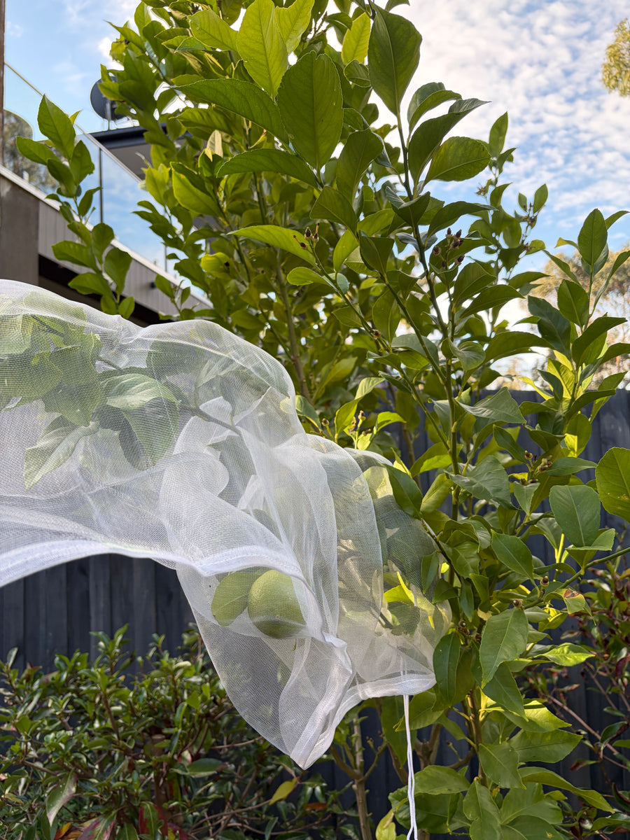 Tree Defender – Fruit Protection Sleeves (10 Pack) for Birds and Insects - Envirobug