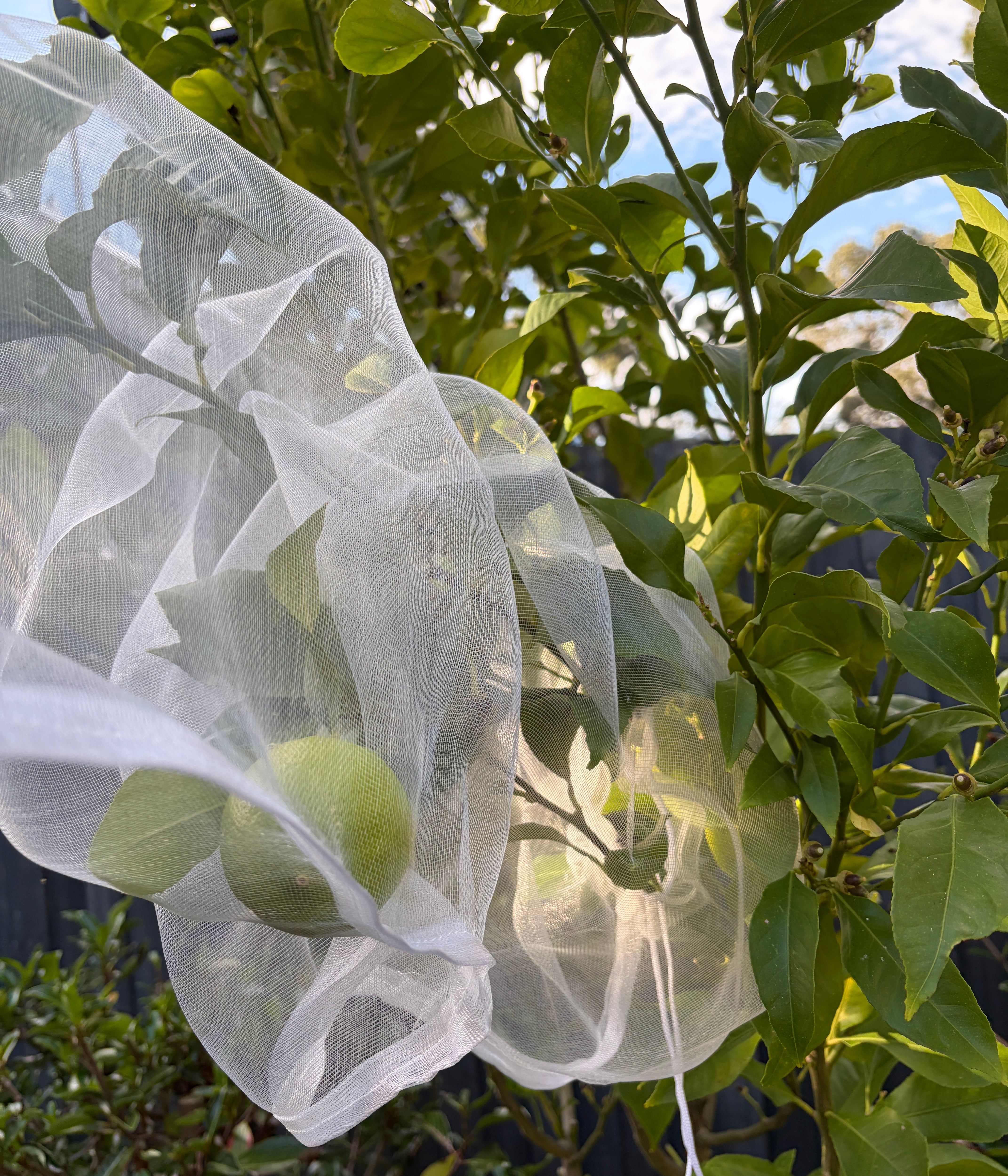 Tree Defender – Fruit Protection Sleeves (10 Pack) for Birds and Insects - Envirobug