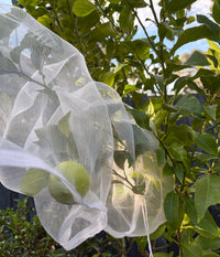 Thumbnail for Tree Defender – Fruit Protection Sleeves (10 Pack) for Birds and Insects - Envirobug