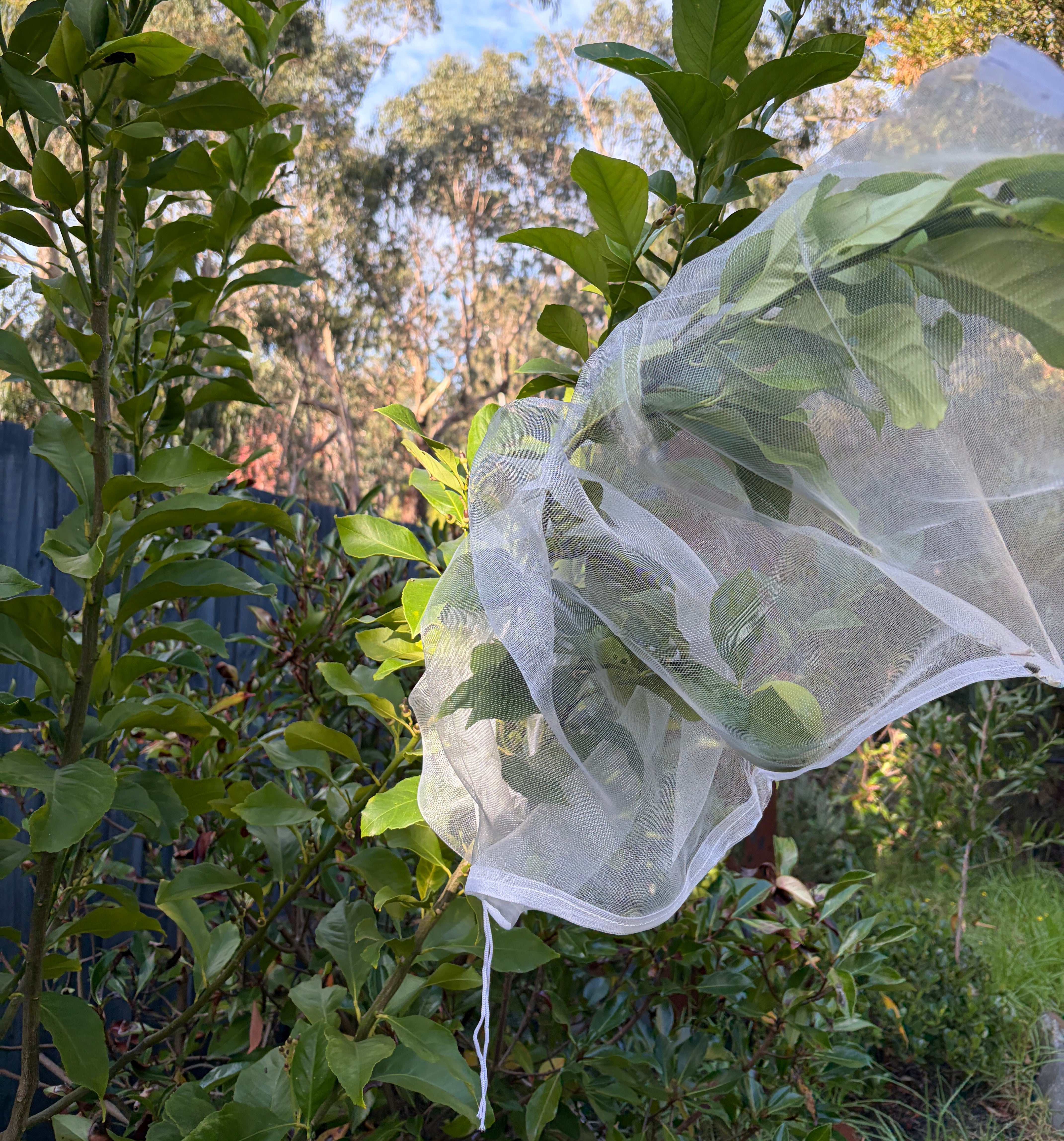 Tree Defender – Fruit Protection Sleeves (10 Pack) for Birds and Insects - Envirobug