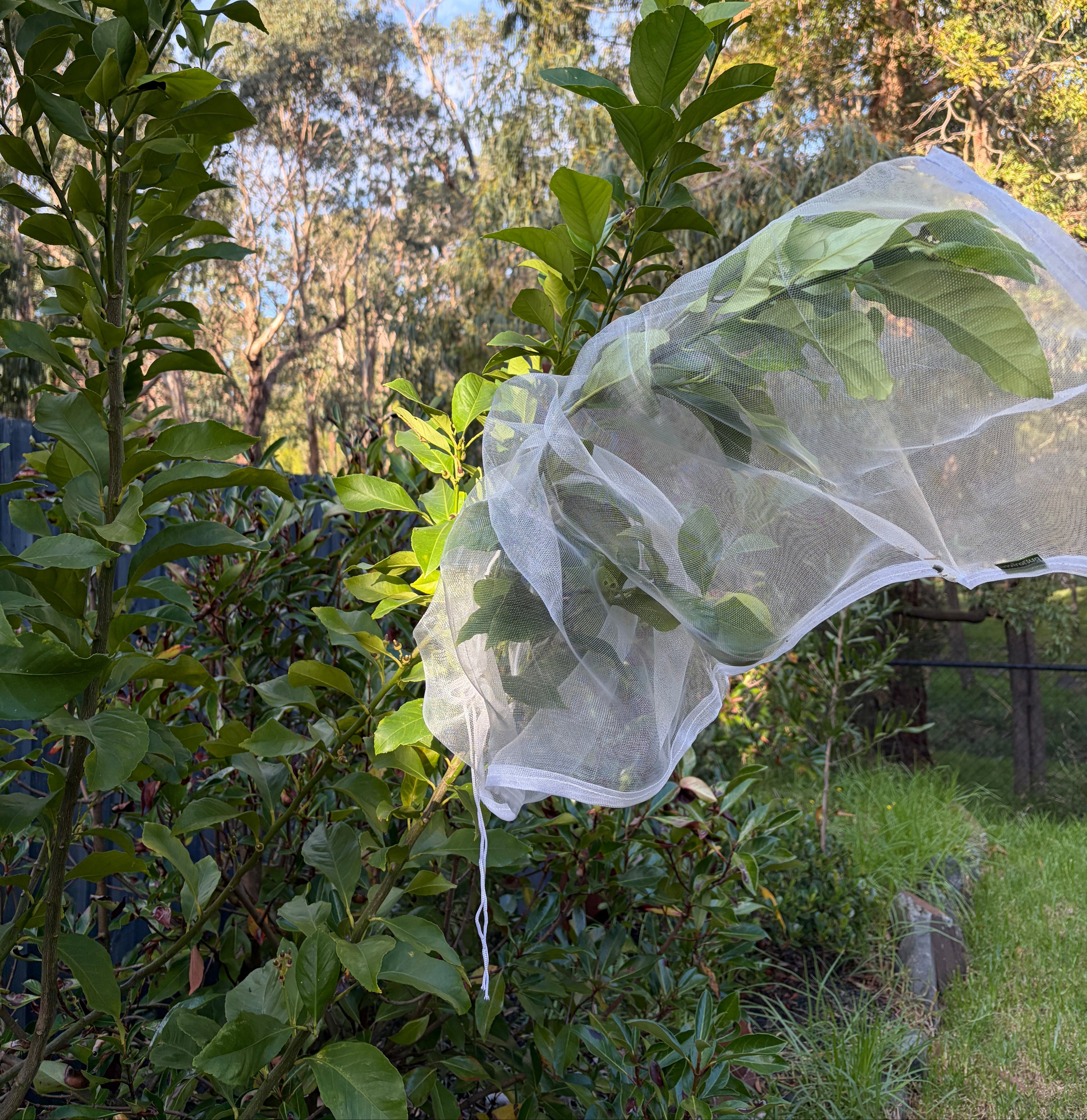 Tree Defender – Fruit Protection Sleeves (10 Pack) for Birds and Insects - Envirobug