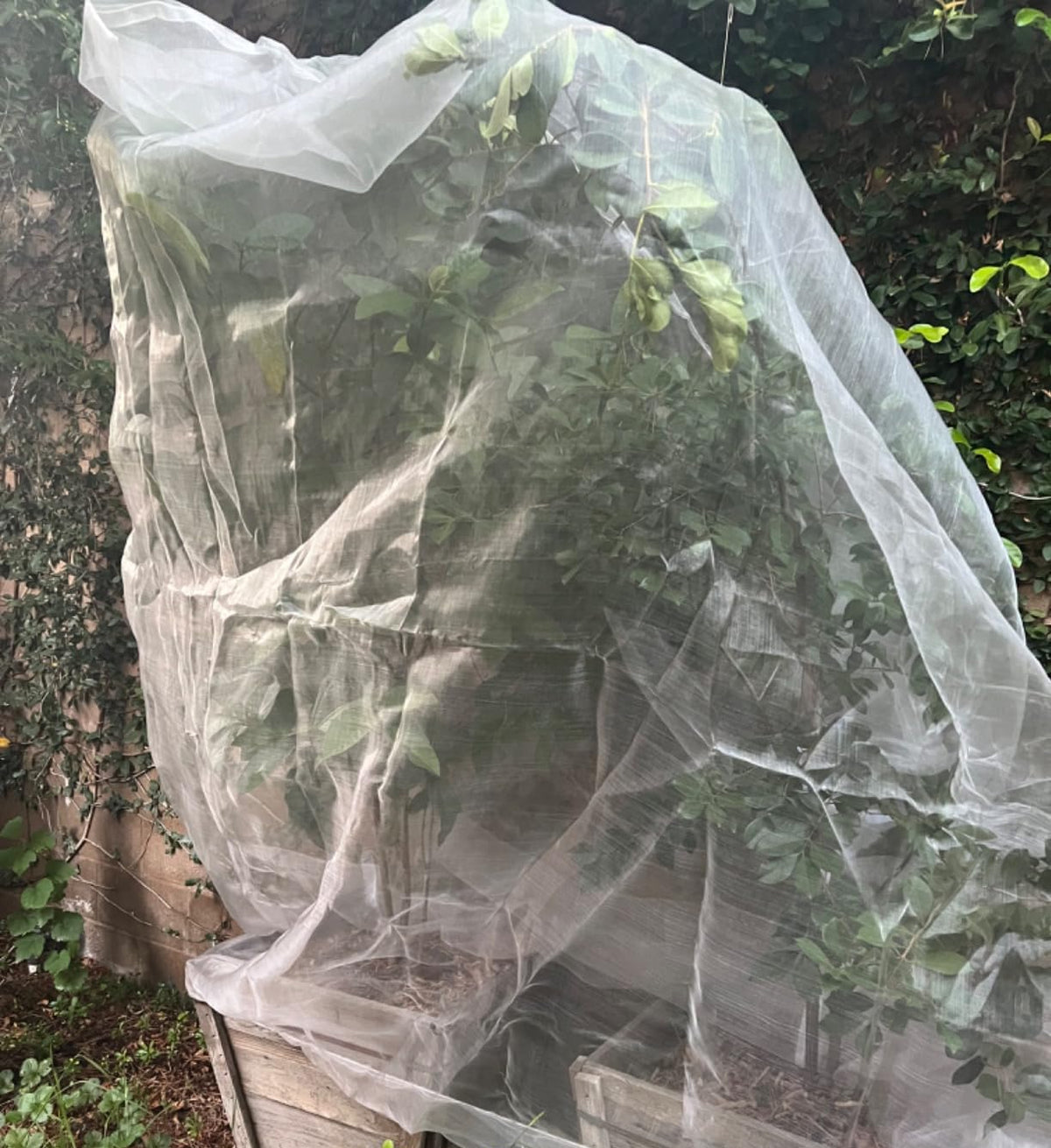 Tree Defender – Drape Nets for Birds and Insects