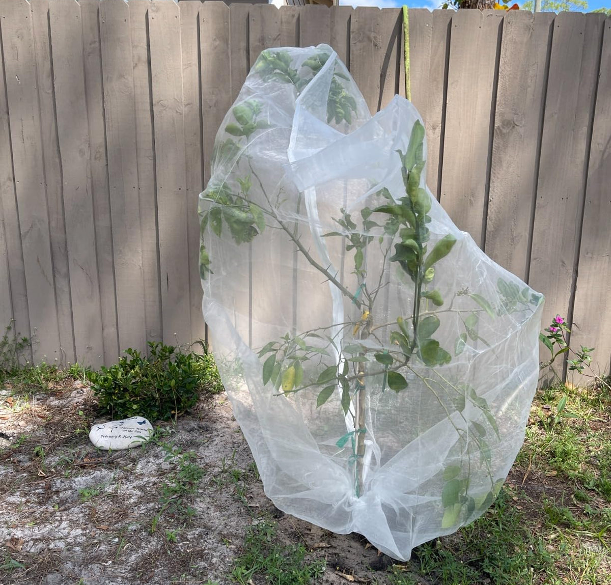 Tree Defender – Fruit Tree Netting for Birds and Insects