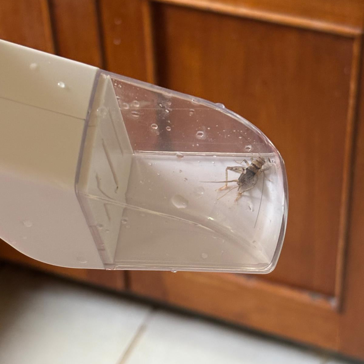 Bug Catcher: Stress-free Catch, Transfer & Release - Envirobug