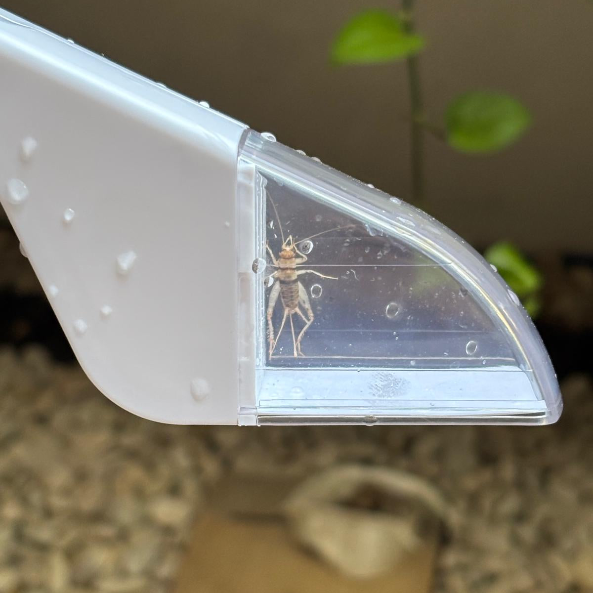 Bug Catcher: Stress-free Catch, Transfer & Release - Envirobug