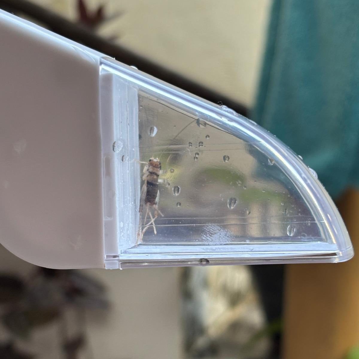 Bug Catcher: Stress-free Catch, Transfer & Release - Envirobug