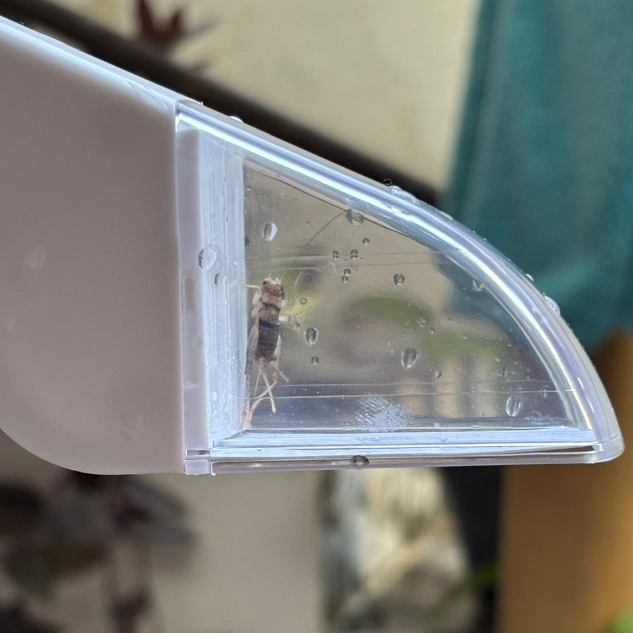 Bug Catcher: Stress-free Catch, Transfer & Release - Envirobug