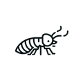 Termites