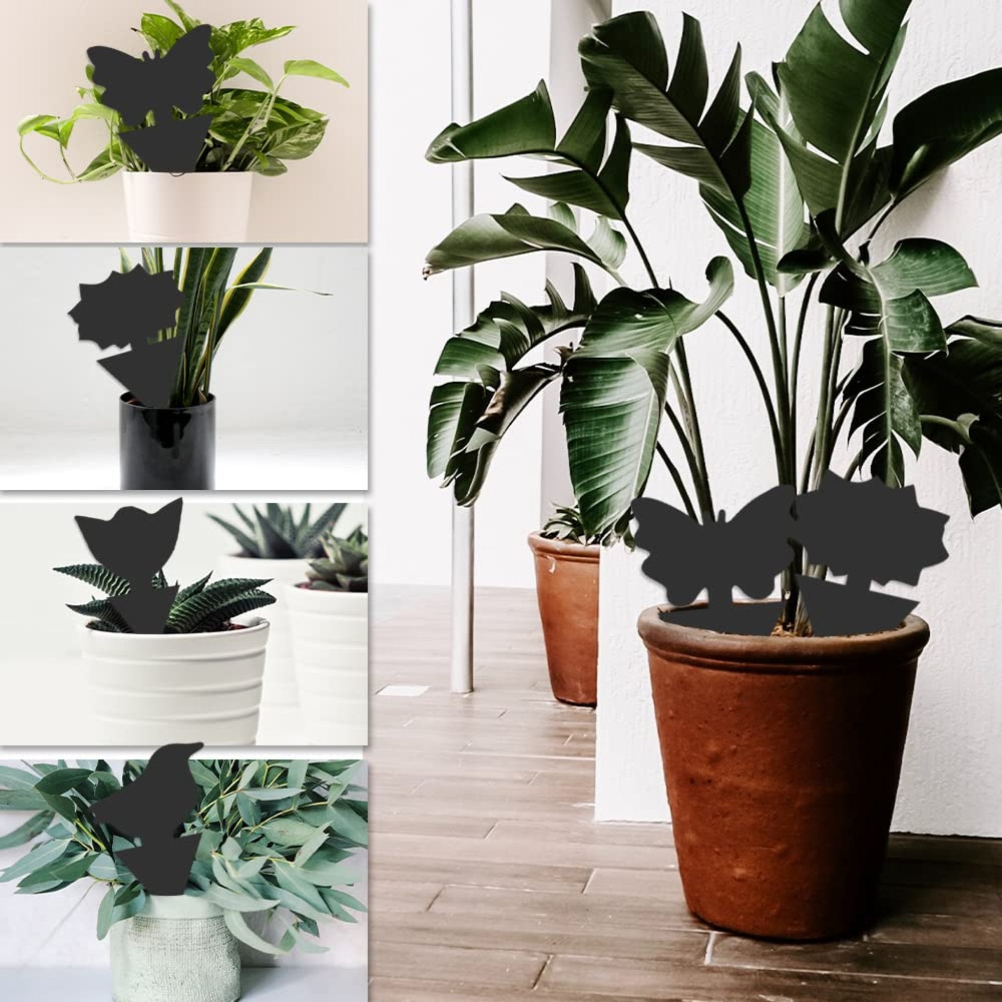 Super Sticky Gnat & Aphid Traps for Potted Plants - Black (12 Pack) - Envirobug