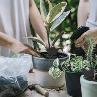 Thumbnail for Super Sticky Gnat & Aphid Traps for Potted Plants - Black (12 Pack)